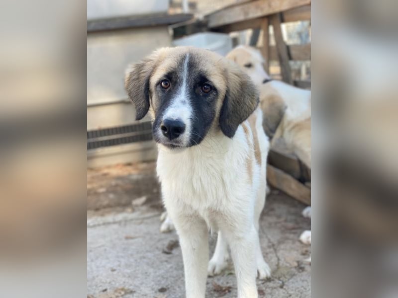 Dinka, geb. ca. 04/2025, lebt in GRIECHENLAND, im städt. Tierheim Serres