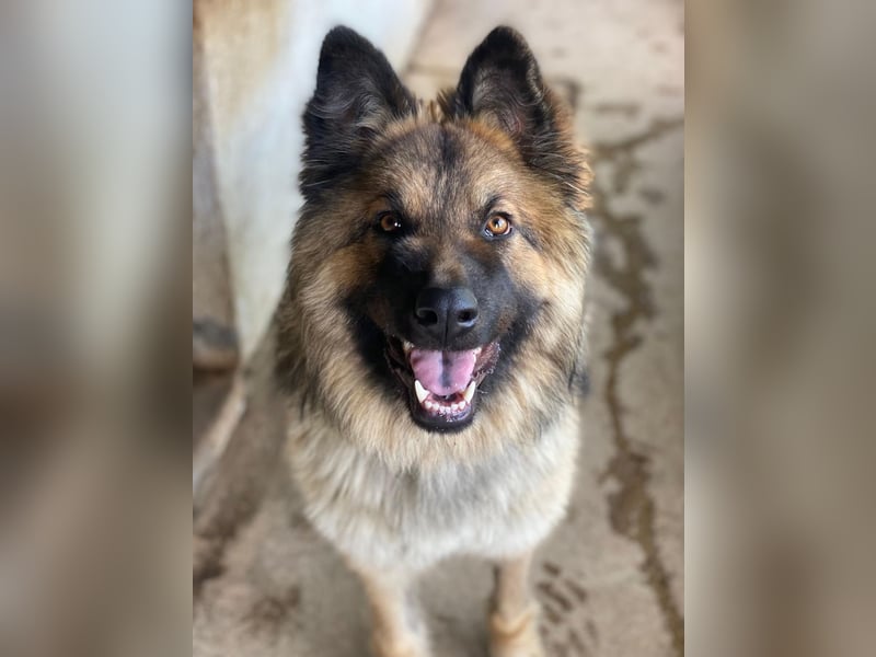 Joey, geb. ca. 08/2025, lebt in GRIECHENLAND, auf einer privaten Pflegestelle