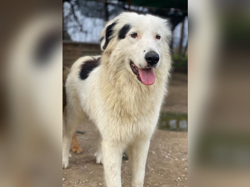 Namika, geb. ca. 02/2024, lebt in GRIECHENLAND, im städt. Tierheim Serres