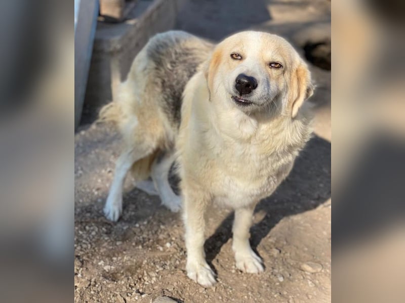 Gelja, geb. ca. 03/2022, lebt in GRIECHENLAND, im städt. Tierheim Serres