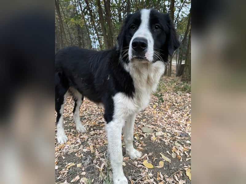 Sloan, geb. ca. 01/2022, lebt in GRIECHENLAND, auf einem Gelände, wird notdürftig versorgt