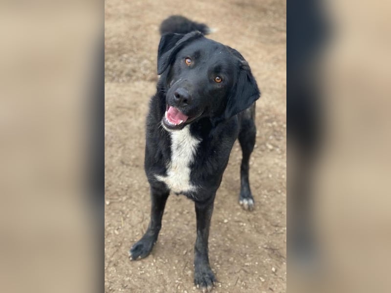 Panthera, geb. ca. 05/2023, lebt in GRIECHENLAND, auf einer privaten Pflegestelle