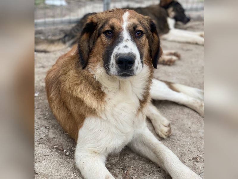 Barkley, geb. ca. 10/2024, lebt in GRIECHENLAND, auf einer privaten Pflegestelle