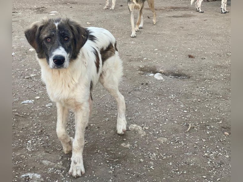 Evans, geb. ca. 04/2025, lebt in GRIECHENLAND, im städt. Tierheim Serres