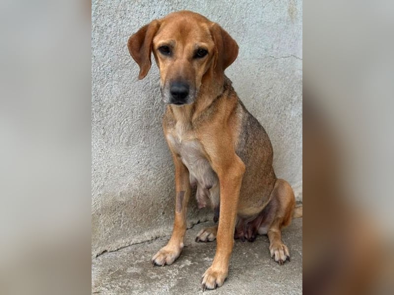 Angelina, geb. ca. 07/2022, lebt in GRIECHENLAND, im städt. Tierheim Serres