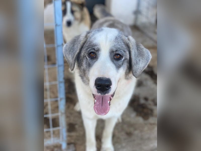 Ryat, geb. ca. 12/2023, lebt in GRIECHENLAND, im städt. Tierheim Serres