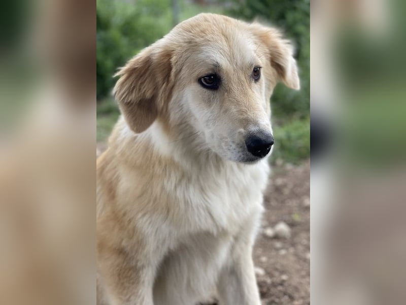 Giannis, geb. ca. 07/2022, lebt in GRIECHENLAND, im städt. Tierheim Serres