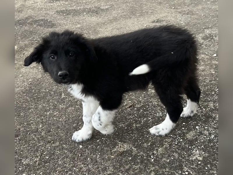 Baron, geb. ca. 12/2023, lebt in GRIECHENLAND, auf einem Gelände, Hunde werden notdürftig versorgt