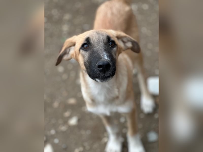 Rula, geb. ca. 03/2026, lebt in GRIECHENLAND, im städt. Tierheim Serres