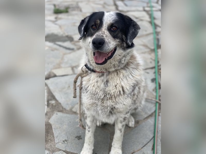 Pavlos, geb. ca. 05/2021, lebt in GRIECHENLAND, auf einer privaten Pflegestelle