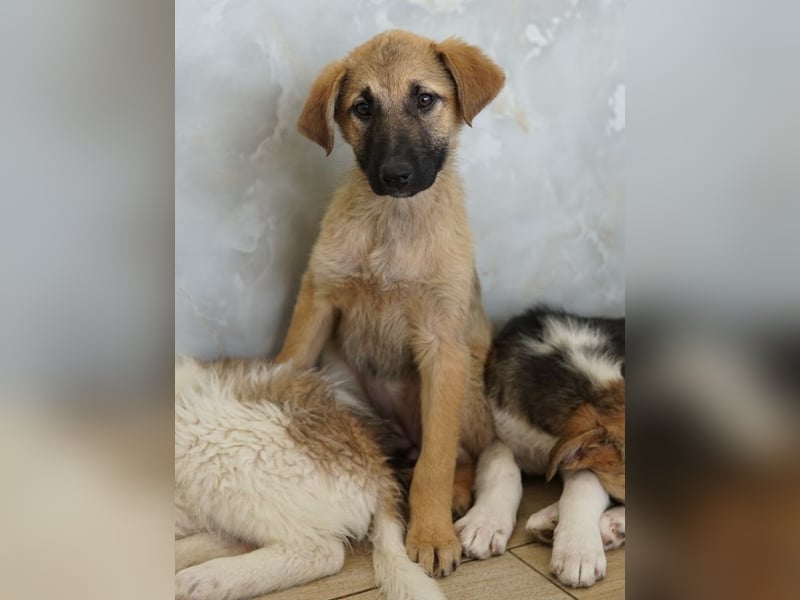 Anja, geb. ca. 12/2025, lebt in GRIECHENLAND, auf einer privaten Pflegestelle
