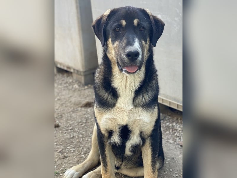 Liko, geb. ca. 11/2023, lebt in GRIECHENLAND, im städt. Tierheim Serres