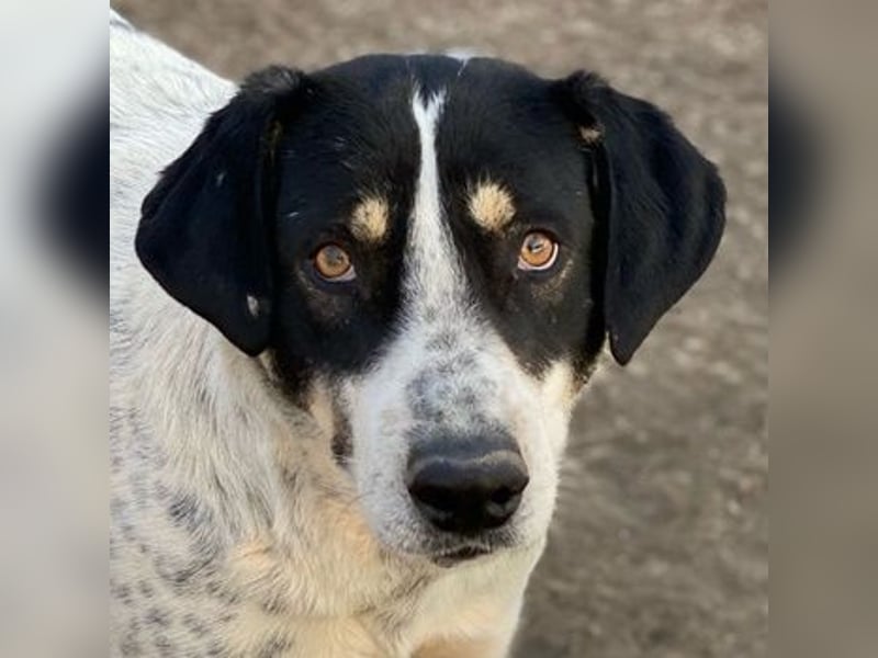 Benja, geb. ca. 05/2023, lebt in GRIECHENLAND, im städt. Tierheim Serres