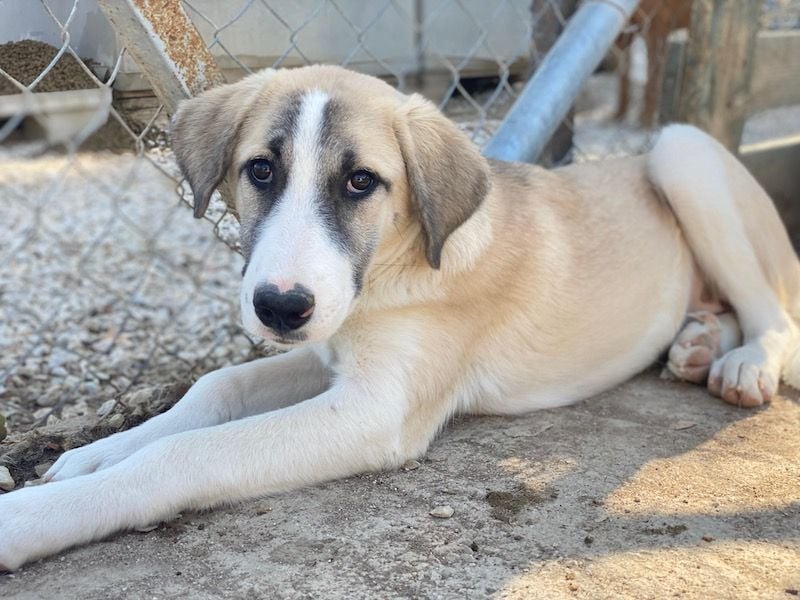 Manella, geb. ca. 04/2025, lebt in GRIECHENLAND, im städt. Tierheim Serres