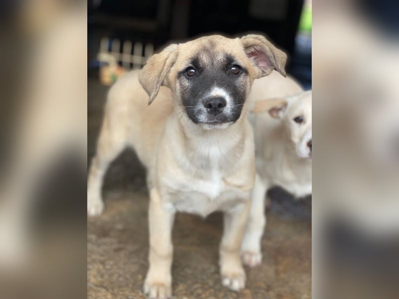 Mira, geb. ca. 12/2025, lebt in GRIECHENLAND, im städt. Tierheim Serres