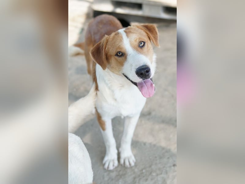 Benji, geb. ca. 10/2024, lebt in GRIECHENLAND, im städt. Tierheim Serres