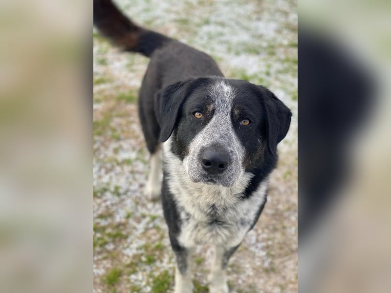 Malik, geb. ca.02/2022, lebt in GRIECHENLAND, im städt. Tierheim Serres