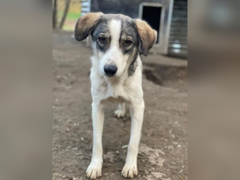 Kora, geb. ca. 05/2024, lebt in GRIECHENLAND, auf einer privaten Pflegestelle