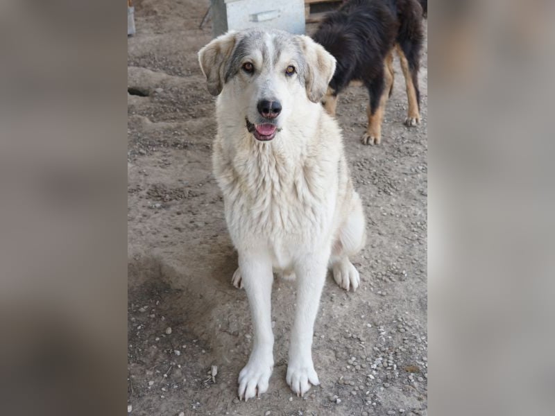 Lykos, geb. ca. 12/2023, lebt in GRIECHENLAND, im städt. Tierheim Serres