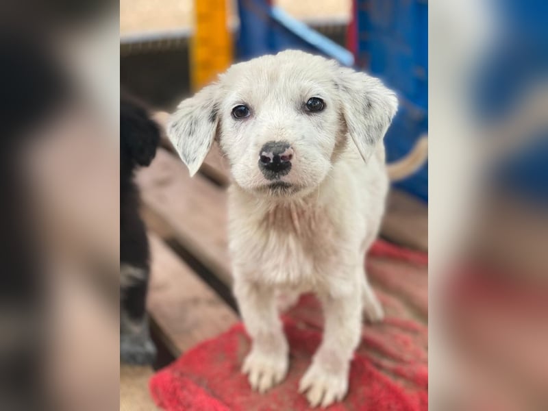 Riesling, geb. ca. 08/2025, lebt in GRIECHENLAND, auf einer privaten Pflegestelle