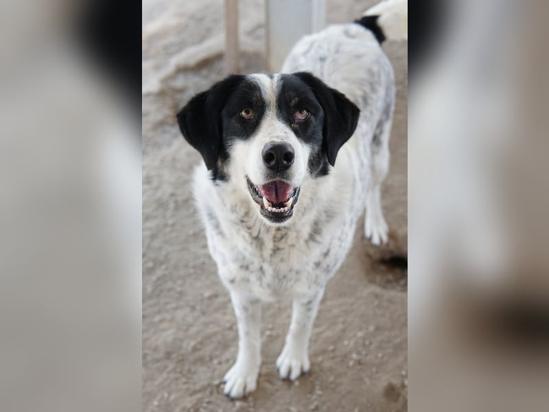 Amaya, geb. ca. 02/2023, lebt in GRIECHENLAND, im städt. Tierheim Serres