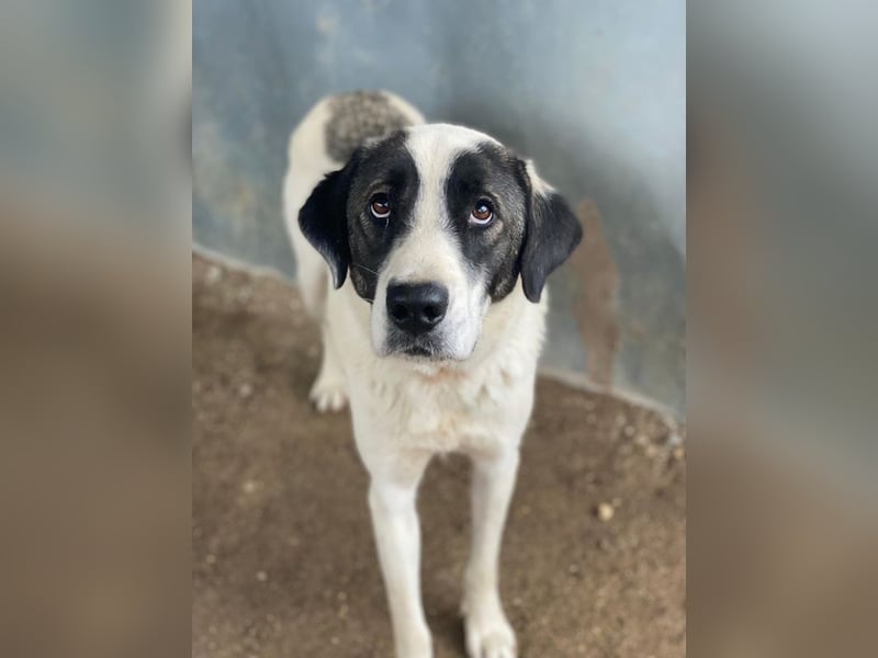 Marinara, geb. ca. 01/2025, lebt in GRIECHENLAND, auf einer privaten Pflegestelle