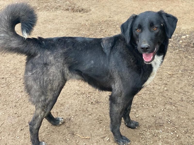 Panthera, geb. ca. 05/2023, lebt in GRIECHENLAND, auf einer privaten Pflegestelle