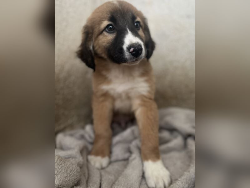 Mirok, geb. ca. 09/2025, lebt in GRIECHENLAND, im städt. Tierheim Serres