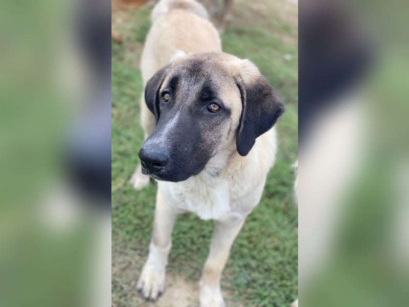 Twixx, geb. ca. 03/2025, lebt in GRIECHENLAND, im städt. Tierheim Serres