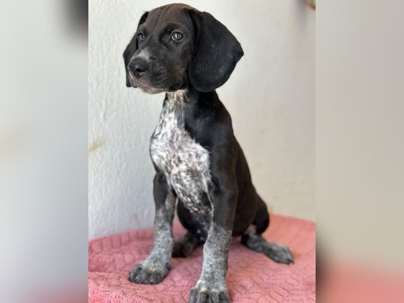 Kiki, geb. ca. 06/2026, lebt in GRIECHENLAND, im städt. Tierheim Serres