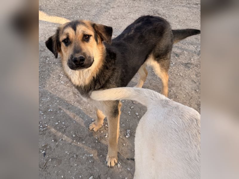 Elphaba, geb. ca. 07/2025, lebt in GRIECHENLAND, im städt. Tierheim Serres