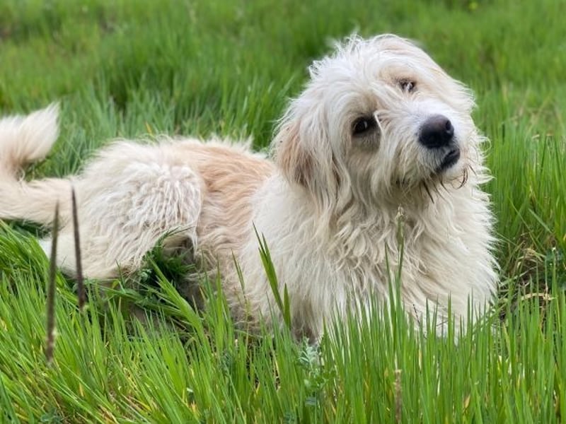 Wuschel, geb. ca. 09/2024, lebt in GRIECHENLAND, im städt. Tierheim Serres