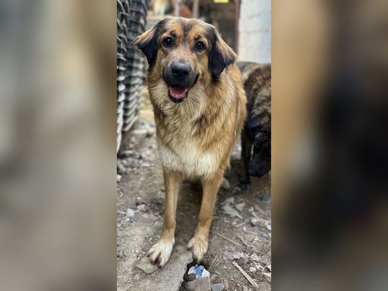 Melica, geb. ca. 09/2023, lebt in GRIECHENLAND, auf einer privaten Pflegestelle