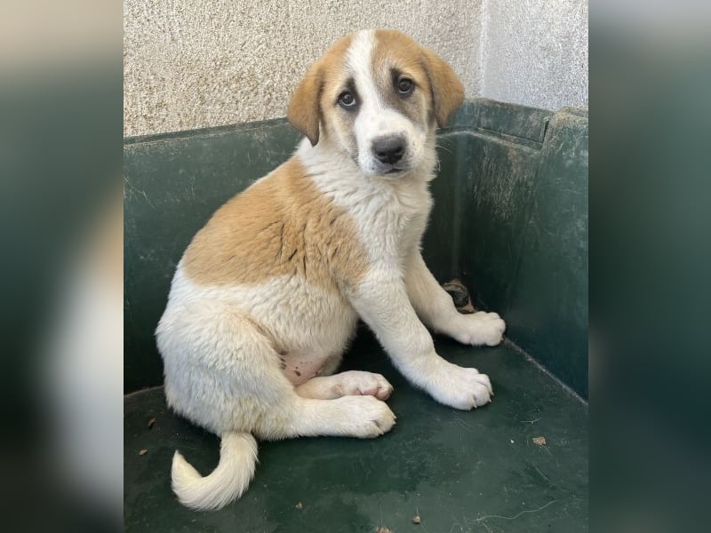 Alma, geb. ca. 02/2026, lebt in GRIECHENLAND, im städt. Tierheim Serres