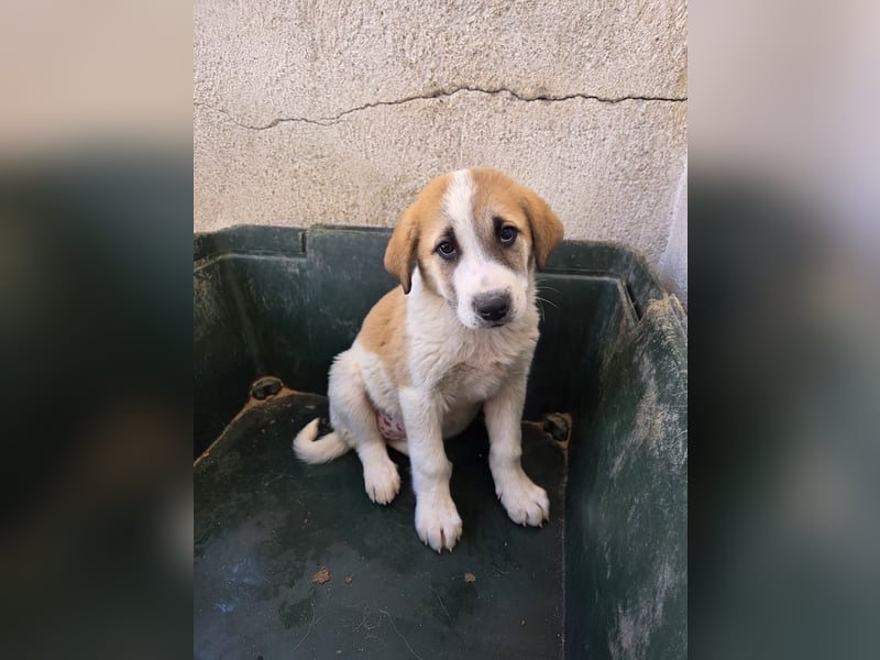 Alma, geb. ca. 02/2026, lebt in GRIECHENLAND, im städt. Tierheim Serres