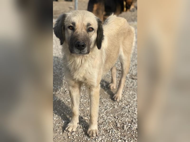 Frea, geb. ca. 02/2021, lebt in GRIECHENLAND, im städt. Tierheim Serres