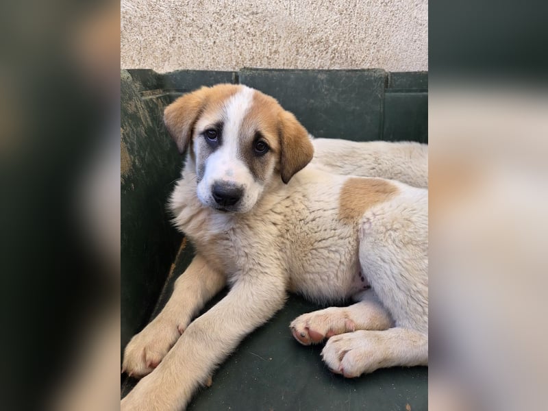 Alma, geb. ca. 02/2026, lebt in GRIECHENLAND, im städt. Tierheim Serres