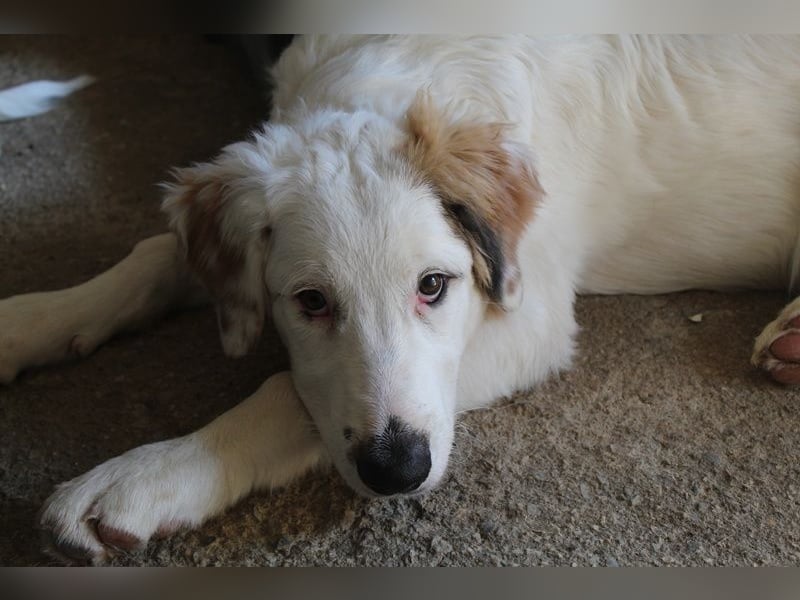 Kembro, geb. ca. 04/2025, lebt in GRIECHENLAND, im städt. Tierheim Serres