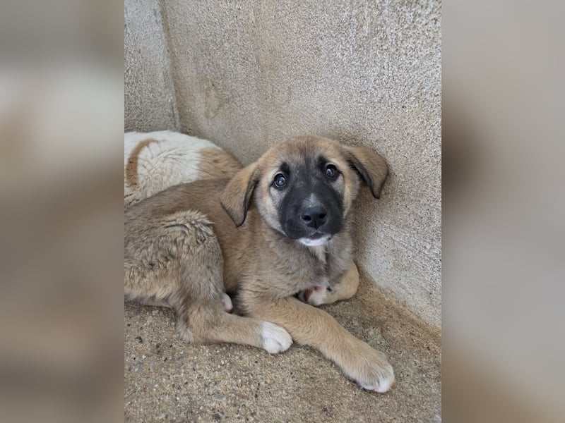 Amber, geb. ca. 02/2026, lebt in GRIECHENLAND, im städt. Tierheim Serres