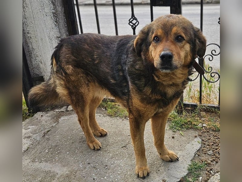 Frieder, geb. ca. 11/2019, lebt in GRIECHENLAND, im städt. Tierheim Serres