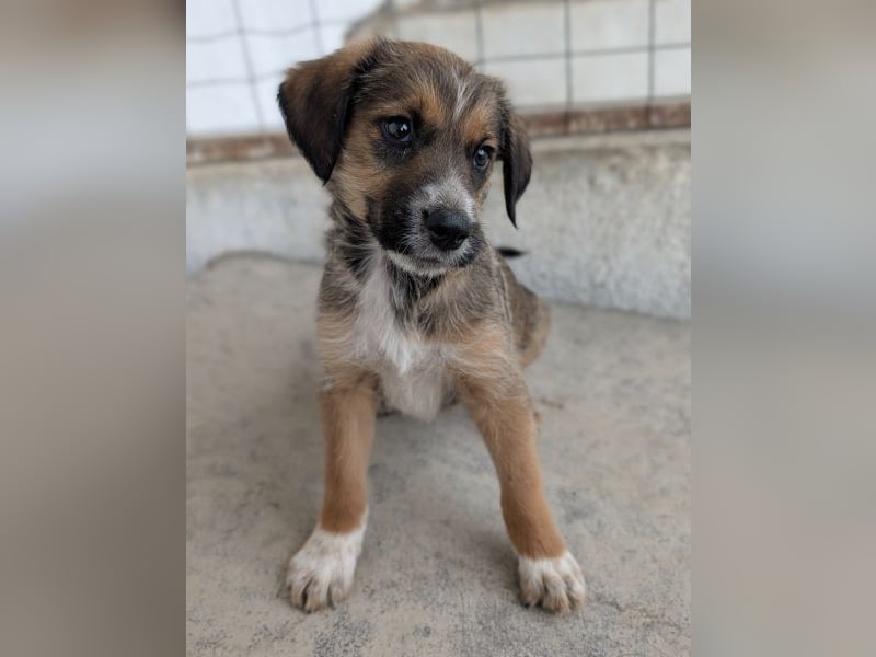 Naveen, geb. ca. 02/2026, lebt in GRIECHENLAND, im städt. Tierheim Serres