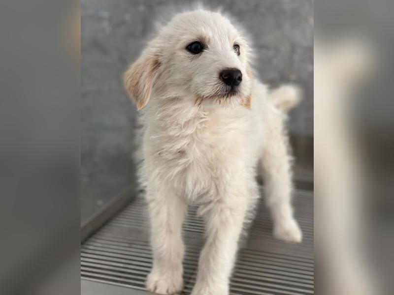 Zucker, geb. ca. 01/2026, lebt in GRIECHENLAND, auf einer privaten Pflegestelle