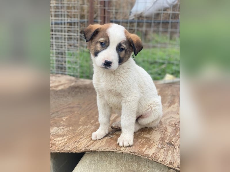 Calzone, geb. ca. 11/2025, lebt in GRIECHENLAND, auf einer privaten Pflegestelle