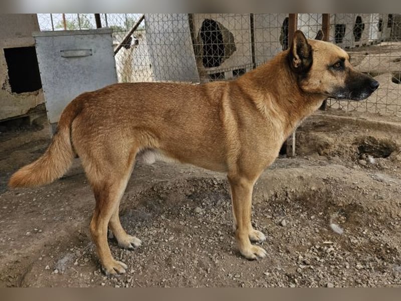 Diesel, geb. ca. 04/2022, lebt in GRIECHENLAND, im städt. Tierheim Serres