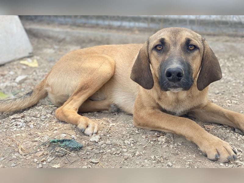 Katinka, geb. ca. 02/2025, lebt in GRIECHENLAND, im städt. Tierheim Serres