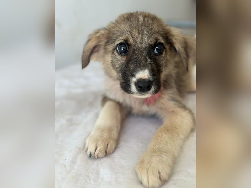 Karolina, geb. ca. 03/2026, lebt in GRIECHENLAND, im städt. Tierheim Serres