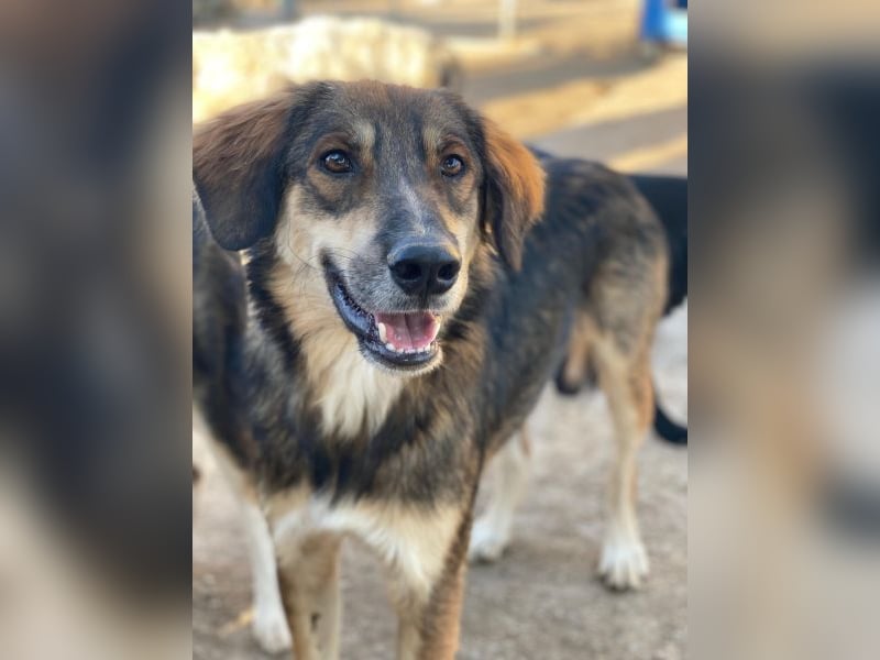 Rudolph, geb. ca. 05/2024, lebt in GRIECHENLAND, auf einer privaten Pflegestelle