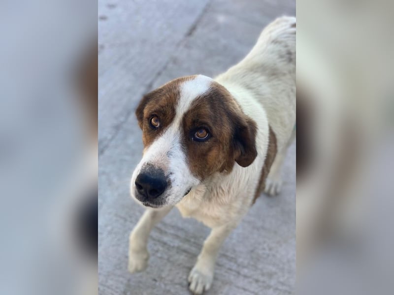 Lauri, geb. ca. 01/2023, lebt in GRIECHENLAND, im städt. Tierheim Serres