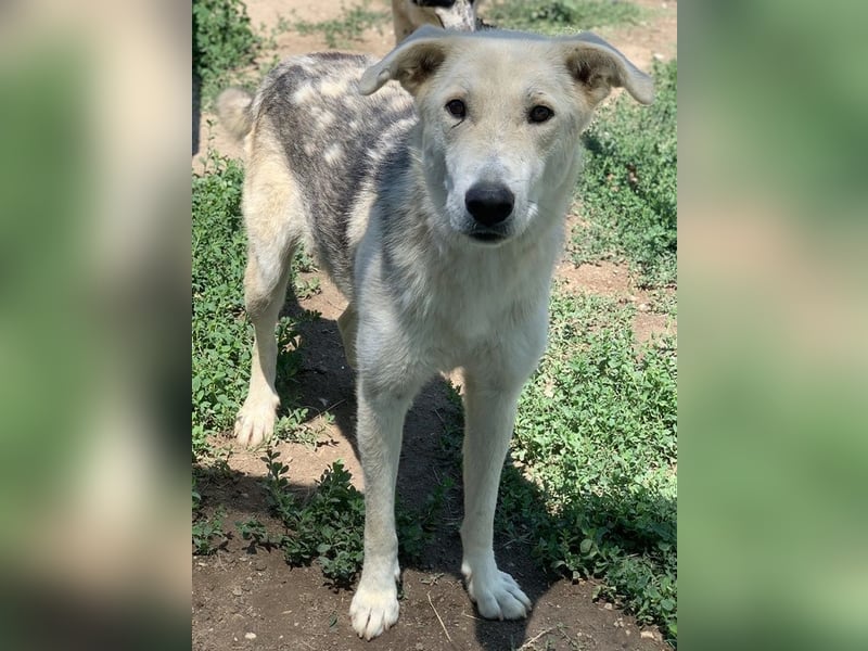 Boybro, geb. ca. 04/2019, lebt in GRIECHENLAND, im städt. Tierheim Serres