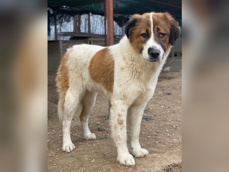 Fiva, geb. ca. 02/2024, lebt in GRIECHENLAND, im städt. Tierheim Serres